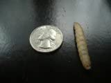 BITE ME WAXWORMS Wholesale 250 Live Waxworms/Bee Moths Wholesale Best Bait for Fishing, Reptile Food, Zoos and Rehabs