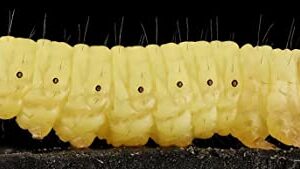 BITE ME WAXWORMS Wholesale 250 Live Waxworms/Bee Moths Wholesale Best Bait for Fishing, Reptile Food, Zoos and Rehabs