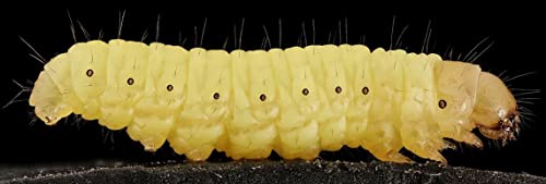 BITE ME WAXWORMS Wholesale 250 Live Waxworms/Bee Moths Wholesale Best Bait for Fishing, Reptile Food, Zoos and Rehabs