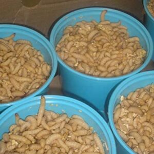 BITE ME WAXWORMS Wholesale 250 Live Waxworms/Bee Moths Wholesale Best Bait for Fishing, Reptile Food, Zoos and Rehabs