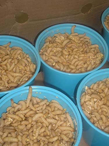 BITE ME WAXWORMS Wholesale 250 Live Waxworms/Bee Moths Wholesale Best Bait for Fishing, Reptile Food, Zoos and Rehabs