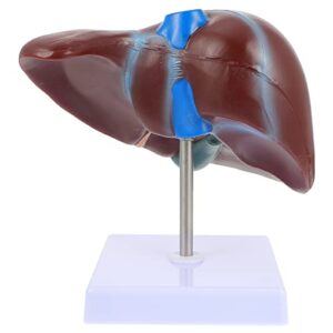 scicalife human liver model medical anatomical life size liver model with mounted display base for medical anatomy learning education