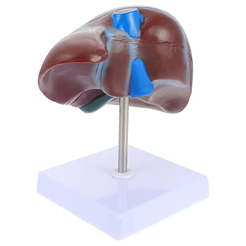 Scicalife Human Liver Model Medical Anatomical Life Size Liver Model with Mounted Display Base for Medical Anatomy Learning Education