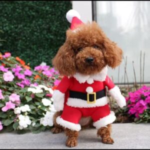 Betreasure Pet Dog Christmas Clothes Santa Claus Dog Costume Winter Puppy Pet Cat Coat Jacket Dog Suit with Cap Warm Clothing for Dogs Cats (X-Small)