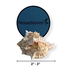 NessaStores - Pink Murex Phyllonotus erythrostomu Hermit Crab Sea Shell 2" - 3" #JC-039 (6 pcs)