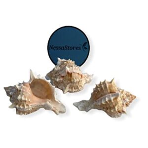 NessaStores - Pink Murex Phyllonotus erythrostomu Hermit Crab Sea Shell 2" - 3" #JC-039 (6 pcs)
