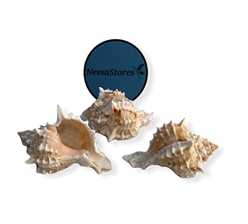 NessaStores - Pink Murex Phyllonotus erythrostomu Hermit Crab Sea Shell 2" - 3" #JC-039 (6 pcs)