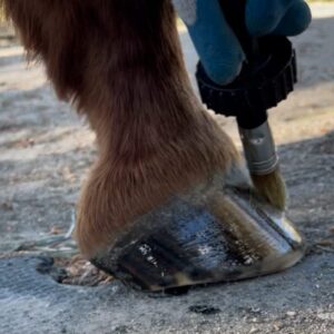 Pure Sole Hoof Oil - All Natural Hoof Conditioner for Horses with Hoof Oil Brush Applicator - Strengthens, Moisturizes and Treats Hoof Problems - 16 fl oz.