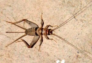 bassett's cricket ranch 250 small (2wk) live banded crickets