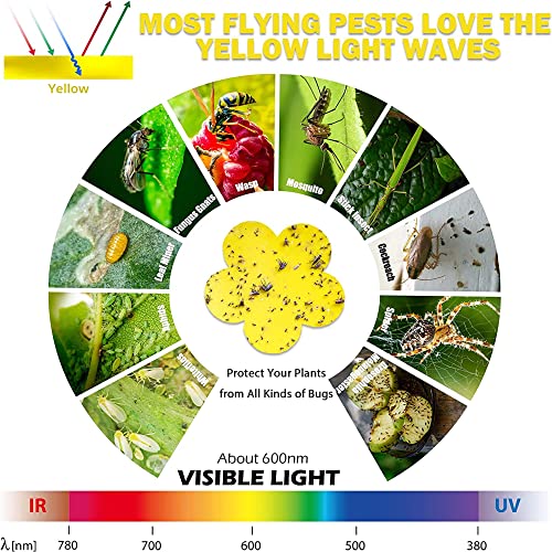 BUGKILLER 30PCS Yellow Fruit Fly Traps for Indoors, Fungus Gnats Sticky Traps for Plants, Gnat Traps for House Indoor, Used for Mosquitoes, Whiteflies, Thrips, Leaf Miners...(Non-Toxic, Dual Sided)