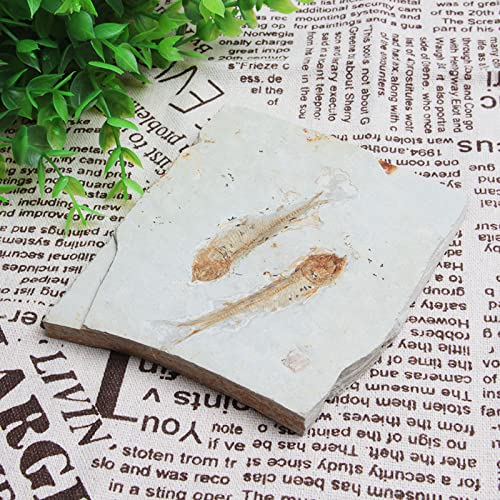 Comimark 1Pcs 150 Million Years Ago Genuine Bony Fosslien Lycoptera Real Fossil Fish China