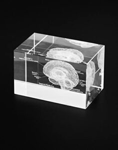 qwork 3d human brain anatomical model, laser etching crystal glass cube science gift paperweight (led base not included), 3.1(l) x2(w) x2(h) inches
