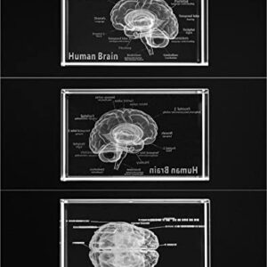 QWORK 3D Human Brain Anatomical Model, Laser Etching Crystal Glass Cube Science Gift Paperweight (LED Base not Included), 3.1(L) x2(W) x2(H) inches