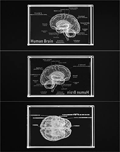 QWORK 3D Human Brain Anatomical Model, Laser Etching Crystal Glass Cube Science Gift Paperweight (LED Base not Included), 3.1(L) x2(W) x2(H) inches