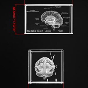 QWORK 3D Human Brain Anatomical Model, Laser Etching Crystal Glass Cube Science Gift Paperweight (LED Base not Included), 3.1(L) x2(W) x2(H) inches