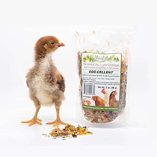 Exotic Nutrition Egg-Cellent (6oz) - Healthy All-Natural Chicken Nesting Herbs - Natural Flowers, Herbs & Calcium Carbonate - Promotes Healthy Chickens & Eggs (6 oz)