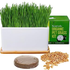 the cat ladies organic cat grass growing kit with organic seed mix, soil and ceramic planter with bamboo tray. natural hairball control and remedy for cats