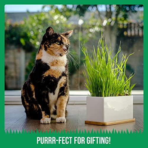 The Cat Ladies Organic Cat Grass Growing kit with Organic Seed Mix, Soil and Ceramic Planter with Bamboo Tray. Natural Hairball Control and Remedy for Cats