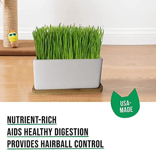 The Cat Ladies Organic Cat Grass Growing kit with Organic Seed Mix, Soil and Ceramic Planter with Bamboo Tray. Natural Hairball Control and Remedy for Cats