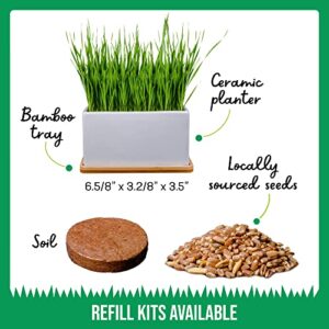 The Cat Ladies Organic Cat Grass Growing kit with Organic Seed Mix, Soil and Ceramic Planter with Bamboo Tray. Natural Hairball Control and Remedy for Cats