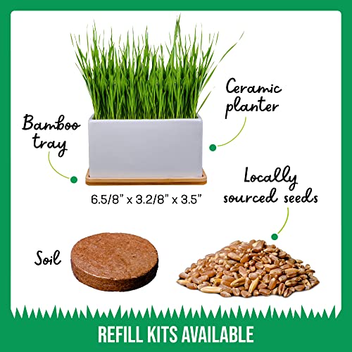 The Cat Ladies Organic Cat Grass Growing kit with Organic Seed Mix, Soil and Ceramic Planter with Bamboo Tray. Natural Hairball Control and Remedy for Cats