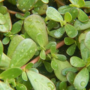 tke farms - green purslane seeds for planting,1 gram approximately 2000 heirloom seeds, portulaca oleracea, qty 1