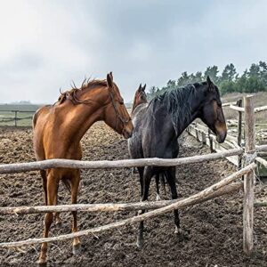 AOLAMIGOD Wall Mount Horse Tie Ring, Cross Tie Rings for Horses, 2 inch Tie Ring Plate Zinc Plated 2 Pack