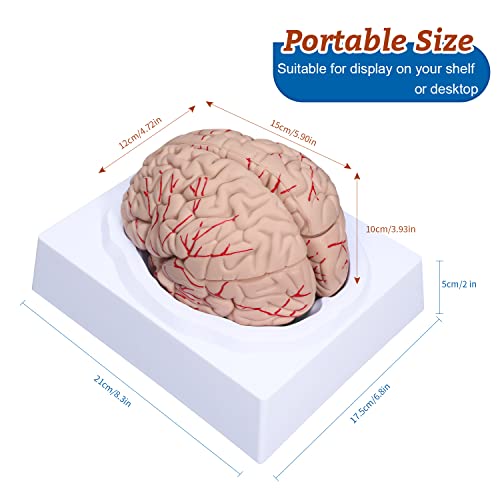 Brain Anatomy Model Life Size Human Brain Model 8-Part Neuroscience Brain Model with Arteries Detachable Brain Amygdala Model for Science Classroom Study Display Medical Teaching Model