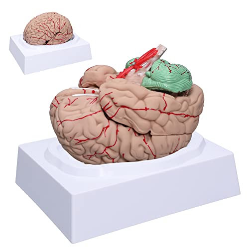 Brain Anatomy Model Life Size Human Brain Model 8-Part Neuroscience Brain Model with Arteries Detachable Brain Amygdala Model for Science Classroom Study Display Medical Teaching Model