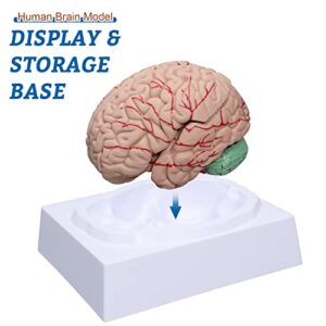 Brain Anatomy Model Life Size Human Brain Model 8-Part Neuroscience Brain Model with Arteries Detachable Brain Amygdala Model for Science Classroom Study Display Medical Teaching Model