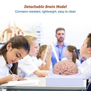 Brain Anatomy Model Life Size Human Brain Model 8-Part Neuroscience Brain Model with Arteries Detachable Brain Amygdala Model for Science Classroom Study Display Medical Teaching Model