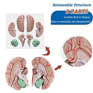 Brain Anatomy Model Life Size Human Brain Model 8-Part Neuroscience Brain Model with Arteries Detachable Brain Amygdala Model for Science Classroom Study Display Medical Teaching Model