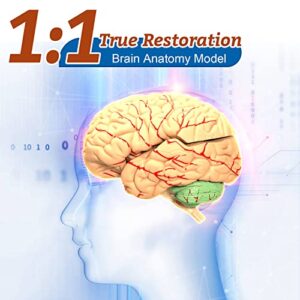 Brain Anatomy Model Life Size Human Brain Model 8-Part Neuroscience Brain Model with Arteries Detachable Brain Amygdala Model for Science Classroom Study Display Medical Teaching Model