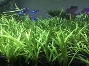 15x dwarf sagittaria subulata dwarf sag live aquarium plants aquatic carpet plant buy 2 get 1free