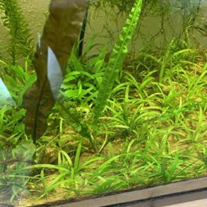 15x Dwarf Sagittaria Subulata Dwarf Sag Live Aquarium Plants Aquatic Carpet Plant Buy 2 GET 1FREE