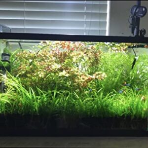 15x Dwarf Sagittaria Subulata Dwarf Sag Live Aquarium Plants Aquatic Carpet Plant Buy 2 GET 1FREE