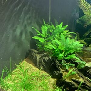 15x Dwarf Sagittaria Subulata Dwarf Sag Live Aquarium Plants Aquatic Carpet Plant Buy 2 GET 1FREE