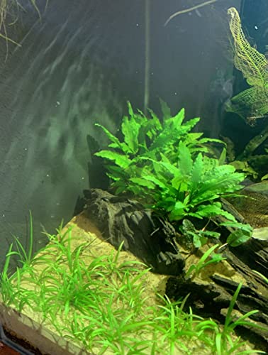 15x Dwarf Sagittaria Subulata Dwarf Sag Live Aquarium Plants Aquatic Carpet Plant Buy 2 GET 1FREE