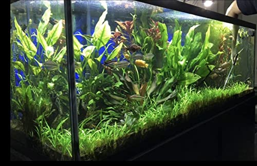 15x Dwarf Sagittaria Subulata Dwarf Sag Live Aquarium Plants Aquatic Carpet Plant Buy 2 GET 1FREE