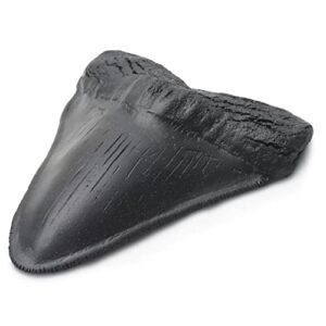 megalodon shark tooth fossil giant shark tooth megalodon tooth replica (black)