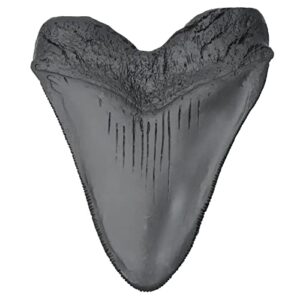 Megalodon Shark Tooth Fossil Giant Shark Tooth Megalodon Tooth Replica (Black)