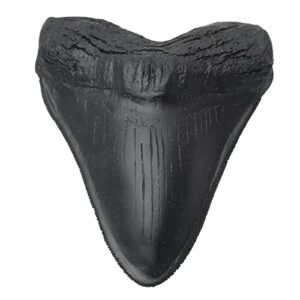 Megalodon Shark Tooth Fossil Giant Shark Tooth Megalodon Tooth Replica (Black)