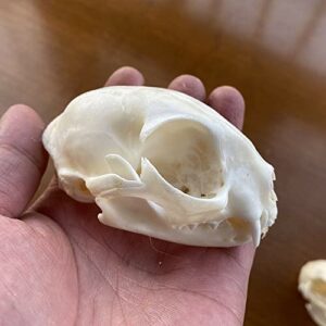 CEZUIC 1pcs Unique Real Cat Skull, Dog Skull, Fox Skull. Taxidermy Skull Collection,Specimen, Decorations (4)