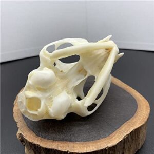 CEZUIC 1pcs Unique Real Cat Skull, Dog Skull, Fox Skull. Taxidermy Skull Collection,Specimen, Decorations (4)