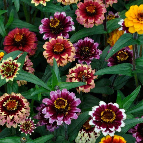 Outsidepride Zinnia Aztec Sunset Flower Plant Seed Mix - 50 Seeds