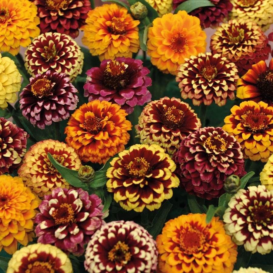 Outsidepride Zinnia Aztec Sunset Flower Plant Seed Mix - 50 Seeds