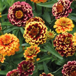 Outsidepride Zinnia Aztec Sunset Flower Plant Seed Mix - 50 Seeds