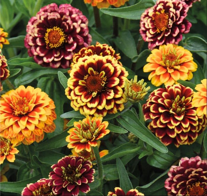 Outsidepride Zinnia Aztec Sunset Flower Plant Seed Mix - 50 Seeds