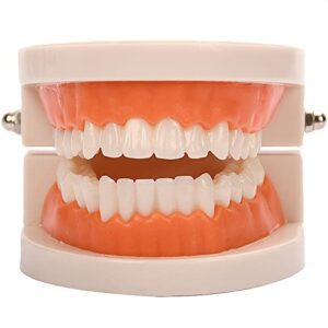 standard teeth model, yofan kids dental teaching study supplies adult standard typodont demonstration teeth model(without wisdom teeth) (convenient design,no need for wrenches)