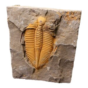 jianeexsq real trilobite fossil from hunan of china 450 million years ago for collections and education